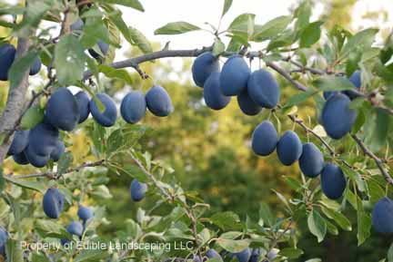 Plum Stanley Fruits